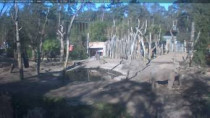 Webcam-Vorschaubild Amersfoort - ZOO 2