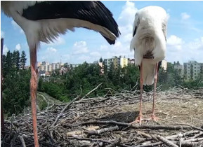 Preview webcam image Trebic - storks