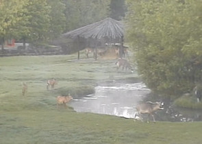 Webcam-Vorschaubild ZOO Dvůr Králové