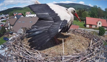 Webcam-Vorschaubild Storks Mladé Buky