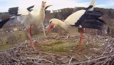 Image d'aperçu de la webcam Storks Dolní Lutyně