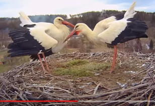 Webkamera előnézeti kép Storks Zavada