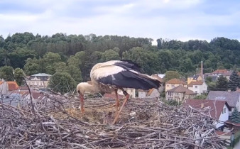 Image d'aperçu de la webcam Storks Brandýs nad Orlicí