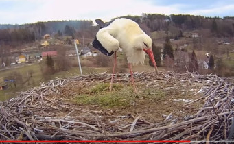 Preview webcam image Storks Bzenec