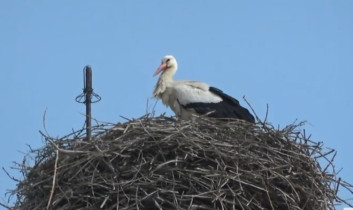 Immagine di anteprima della webcam Storks Cheb