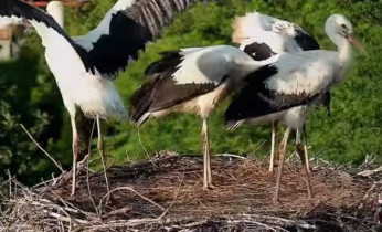 Image d'aperçu de la webcam Storks Příbor