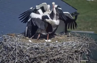 Preview webcam image Storks Sázava