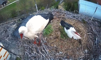 Image d'aperçu de la webcam Storks Staré Město