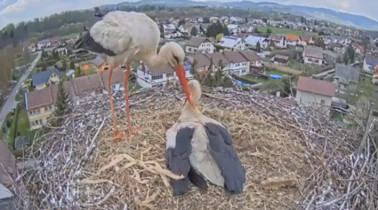 Immagine di anteprima della webcam Storks Vrchlabí