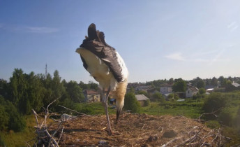 Webcam-Vorschaubild Stary Sławacinek - Störche