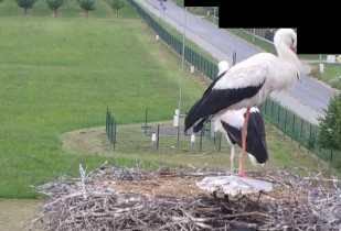 Preview webcam image storks Boguchwała