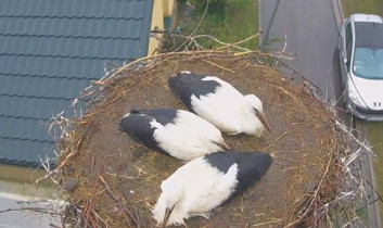 Webkamera előnézeti kép Storks Borowa