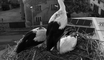 Webcam-Vorschaubild storks Zywocice