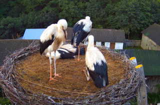 Webkamera előnézeti kép Storks Zastawki