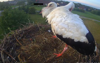 Immagine di anteprima della webcam Storks Woli Zabierzowska