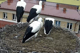 Webkamera előnézeti kép storks Brzozów