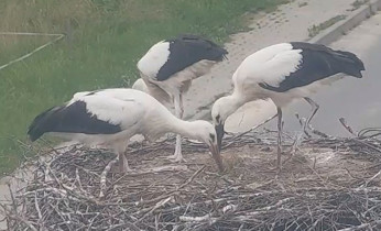 Webcam-Vorschaubild storks Czarna Górna