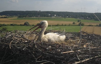 Webkamera előnézeti kép storks Gniew