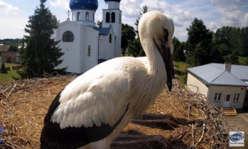 Image d'aperçu de la webcam cigogne Jaczno