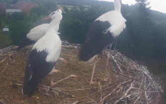 Webcam-Vorschaubild storks Jasień