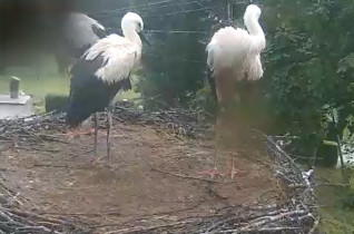 Webcam-Vorschaubild storks Tyrawa Woloska