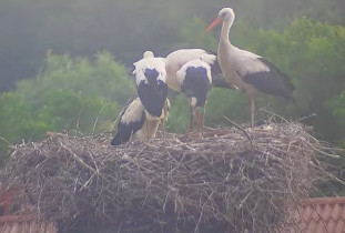 Image d'aperçu de la webcam storks Trzciniec