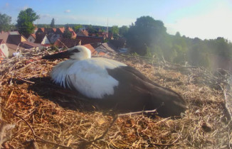 Webkamera előnézeti kép storks Świętajno