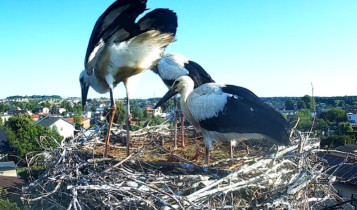 Preview webcam image storks Świerklaniec