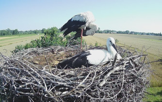 Webcam-Vorschaubild Słupiec-Störche