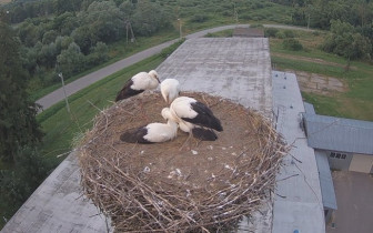 Webcam-Vorschaubild Rzepedź-Störche