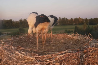 Preview webcam image storks Raszków