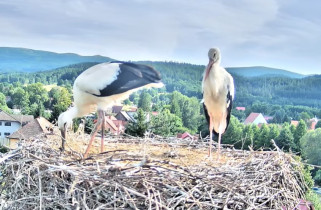 Náhledový obrázek webkamery čápi Podgórzyn - Bocianie gniazdo online