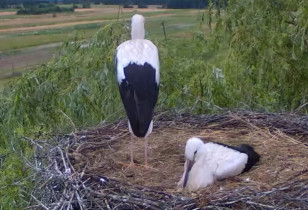 Webkamera előnézeti kép storks Nowy Kamień