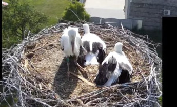 Webkamera előnézeti kép storks Orzechowo