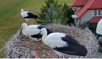 Preview webcam image storks Ostrołęka