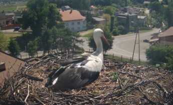 Immagine di anteprima della webcam Cicogne di Palowice