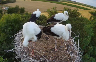 Image d'aperçu de la webcam Cigognes Pasiek