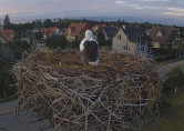 Preview webcam image storks PASŁĘK