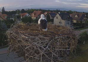 Webkamera előnézeti kép storks PASŁĘK