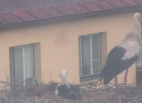 Immagine di anteprima della webcam Nové Veselí - Stork