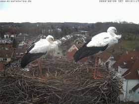 Immagine di anteprima della webcam Bad Waldsee, Storchennest